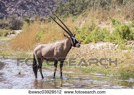 "Gemsbok (Oryx gazella), Kaokoland, Namibia, Africa" View Large Photo Image Stock Image - "Gemsbok (Oryx gazella), Kaokoland, Namibia, Africa". Fotosearch