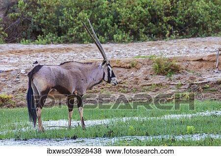 "Gemsbok (Oryx gazella), Kaokoland, Namibia, Africa" View Large Photo Image Stock Photo - "Gemsbok (Oryx gazella), Kaokoland, Namibia, Africa". Fotosearch