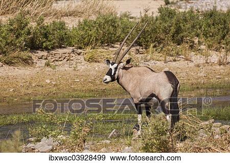 "Gemsbok (Oryx gazella), Kaokoland, Namibia, Africa" View Large Photo Image Stock Photo - "Gemsbok (Oryx gazella), Kaokoland, Namibia, Africa". Fotosearch