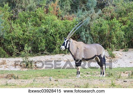 "Gemsbok (Oryx gazella), Kaokoland, Namibia, Africa" View Large Photo Image Stock Photography - "Gemsbok (Oryx gazella), Kaokoland, Namibia, Africa". Fotosearch