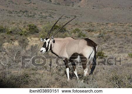 Stock Image - "Gemsbok (Oryx gazella), Karoo Nature Reserve, Western Cape, South Africa, Africa". Fotosearch
