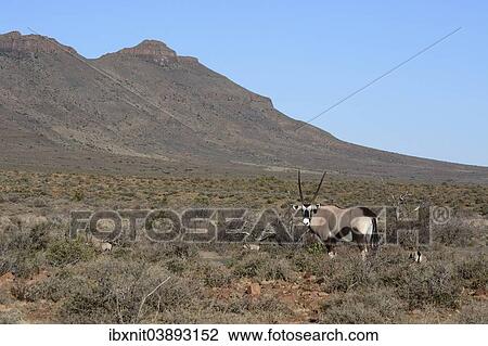"Gemsbok (Oryx gazella), Karoo Nature Reserve, Western Cape, South Africa, Africa" View Large Photo Image Stock Image - "Gemsbok (Oryx gazella), Karoo Nature Reserve, Western Cape, South Africa, Africa". Fotosearch
