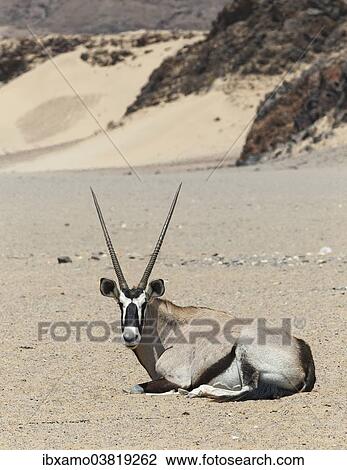 "Gemsbok (Oryx gazella) lying in a dry river bed, Hoanib river, Damaraland, Namibia, Africa" View Large Photo Image Stock Image - "Gemsbok (Oryx gazella) lying in a dry river bed, Hoanib river, Damaraland, Namibia, Africa". Fotosearch