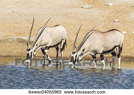 Stock Photography - "Gemsboks or Oryx (Oryx gazella) drinking at a waterhole, Etosha National Park, Namibia, Africa". Fotosearch