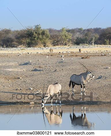 "Gemsboks (Oryx gazella) at the waterhole Chudop, Etosha National Park, Namibia, Africa" View Large Photo Image Stock Image - "Gemsboks (Oryx gazella) at the waterhole Chudop, Etosha National Park, Namibia, Africa". Fotosearch