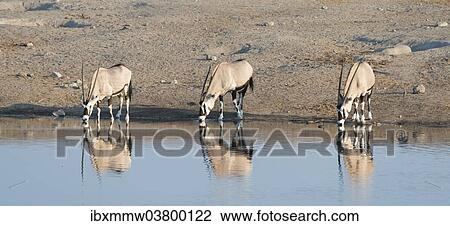 "Gemsboks (Oryx gazella) drinking at the Chudop waterhole, Etosha National Park, Namibia, Africa" View Large Photo Image Stock Image - "Gemsboks (Oryx gazella) drinking at the Chudop waterhole, Etosha National Park, Namibia, Africa". Fotosearch