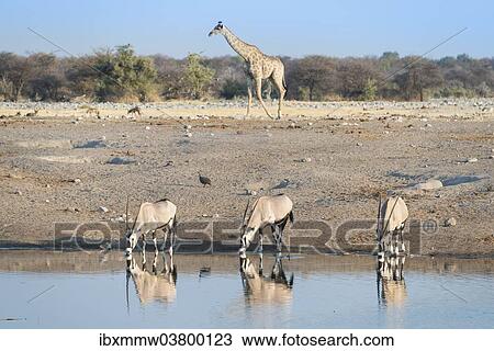 "Gemsboks (Oryx gazella) drinking at the Chudop waterhole, a Giraffe (Giraffa camelopardalis) at back, Etosha National Park, Namibia, Africa" View Large Photo Image Stock Image - "Gemsboks (Oryx gazella) drinking at the Chudop waterhole, a Giraffe (Giraffa camelopardalis) at back, Etosha National Park, Namibia, Africa". Fotosearch