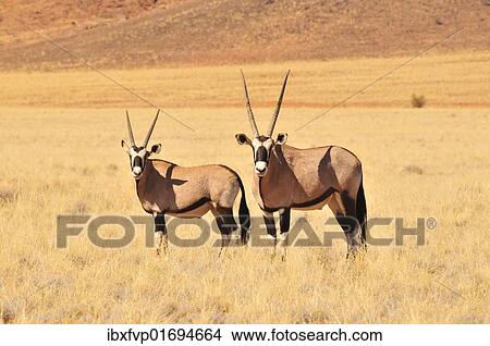 "Gemsboks (Oryx gazella) in the high grass of the Namib Rand Nature Reserve, Namib Desert, Namibia, Africa" View Large Photo Image Picture - "Gemsboks (Oryx gazella) in the high grass of the Namib Rand Nature Reserve, Namib Desert, Namibia, Africa". Fotosearch