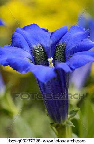 "Gentian (Gentiana clusii), calyx with ovary and pollen" View Large Photo Image Stock Photograph - "Gentian (Gentiana clusii), calyx with ovary and pollen". Fotosearch