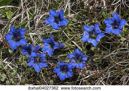 "Gentian (Gentiana), Monte Gambarogno, Canton of Ticino, Switzerland, Europe" View Large Photo Image Stock Image - "Gentian (Gentiana), Monte Gambarogno, Canton of Ticino, Switzerland, Europe". Fotosearch