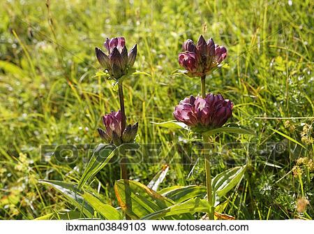 "Gentian (Gentiana pannonica), Mangfall mountains, Upper Bavaria, Bavaria, Germany, Europe" View Large Photo Image Stock Image - "Gentian (Gentiana pannonica), Mangfall mountains, Upper Bavaria, Bavaria, Germany, Europe". Fotosearch
