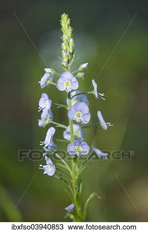 "Gentian Speedwell (Veronica gentianoides), flowering, Thuringia, Germany, Europe" View Large Photo Image Stock Image - "Gentian Speedwell (Veronica gentianoides), flowering, Thuringia, Germany, Europe". Fotosearch