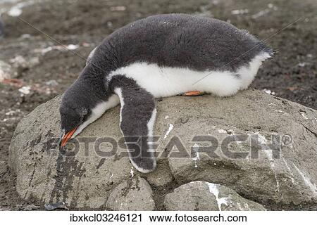 "Gentoo Penguin (Pygoscelis papua) chick in downy feathers, asleep, cooling off, Barrientos Island, Aitcho Islands, Sudliche Shetlandinseln, Antarctica" View Large Photo Image Stock Image - "Gentoo Penguin (Pygoscelis papua) chick in downy feathers, asleep, cooling off, Barrientos Island, Aitcho Islands, Sudliche Shetlandinseln, Antarctica". Fotosearch