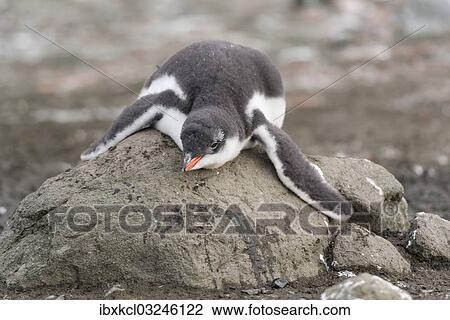 "Gentoo Penguin (Pygoscelis papua) chick in downy feathers, asleep, cooling off, Barrientos Island, Aitcho Islands, Sudliche Shetlandinseln, Antarctica" View Large Photo Image Stock Image - "Gentoo Penguin (Pygoscelis papua) chick in downy feathers, asleep, cooling off, Barrientos Island, Aitcho Islands, Sudliche Shetlandinseln, Antarctica". Fotosearch