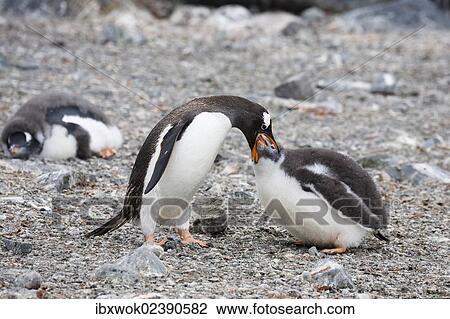 "Gentoo Penguin (Pygoscelis papua), feeding its young, Antarctic Peninsula, Antarctica" View Large Photo Image Stock Image - "Gentoo Penguin (Pygoscelis papua), feeding its young, Antarctic Peninsula, Antarctica". Fotosearch