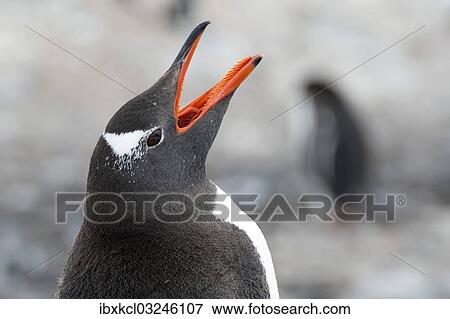 "Gentoo Penguin (Pygoscelis papua) calling, portrait, Cuverville Island, Antarctic Peninsula, Antarctica" View Large Photo Image Stock Photo - "Gentoo Penguin (Pygoscelis papua) calling, portrait, Cuverville Island, Antarctic Peninsula, Antarctica". Fotosearch