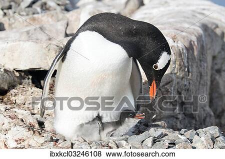 "Gentoo Penguin (Pygoscelis papua), with newly hatched chick, Petermann-Insel, Antarctic Peninsula, Antarctica" View Large Photo Image Stock Photo - "Gentoo Penguin (Pygoscelis papua), with newly hatched chick, Petermann-Insel, Antarctic Peninsula, Antarctica". Fotosearch