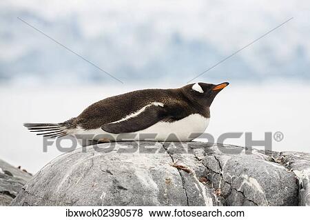 "Gentoo Penguin (Pygoscelis papua), sleeping, Antarctic Peninsula, Antarctica" View Large Photo Image Stock Photo - "Gentoo Penguin (Pygoscelis papua), sleeping, Antarctic Peninsula, Antarctica". Fotosearch