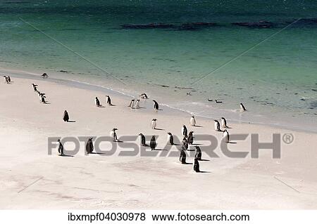 "Gentoo penguins (Pygoscelis papua) and scattered Magellanic penguins (Spheniscus magellanicus), Carcass Island, Falkland Islands, South America" View Large Photo Image Stock Photo - "Gentoo penguins (Pygoscelis papua) and scattered Magellanic penguins (Spheniscus magellanicus), Carcass Island, Falkland Islands, South America". Fotosearch