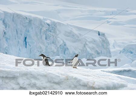 "Gentoo Penguins (Pygoscelis papua) on an iceberg, Cuverville Island, Antarctic Peninsula" View Large Photo Image Stock Image - "Gentoo Penguins (Pygoscelis papua) on an iceberg, Cuverville Island, Antarctic Peninsula". Fotosearch