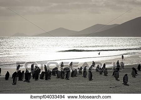 "Gentoo Penguins (Pygoscelis papua), Saunders Island, Falkland Islands, South America" View Large Photo Image Picture - "Gentoo Penguins (Pygoscelis papua), Saunders Island, Falkland Islands, South America". Fotosearch