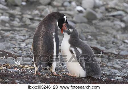 "Gentoo Penguins (Pygoscelis papua), adult bird feeding chick, Barrientos Island, Aitcho Islands, Sudliche Shetlandinseln, Antarctica" View Large Photo Image Stock Image - "Gentoo Penguins (Pygoscelis papua), adult bird feeding chick, Barrientos Island, Aitcho Islands, Sudliche Shetlandinseln, Antarctica". Fotosearch