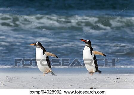 "Gentoo penguins (Pygoscelis papua), Volunteer Point, East Falkland, Falkland Islands, South America" View Large Photo Image Stock Image - "Gentoo penguins (Pygoscelis papua), Volunteer Point, East Falkland, Falkland Islands, South America". Fotosearch