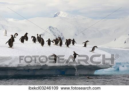 "Gentoo Penguins (Pygoscelis papua) jumping out of the water onto an ice floe, Antarctic Peninsula, Antarctica" View Large Photo Image Stock Photo - "Gentoo Penguins (Pygoscelis papua) jumping out of the water onto an ice floe, Antarctic Peninsula, Antarctica". Fotosearch