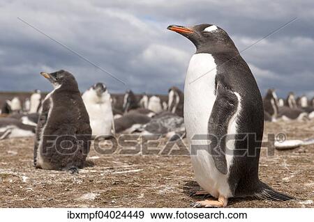 "Gentoo penguins (Pygoscelis papua), Volunteer Point, East Falkland, Falkland Islands, South America" View Large Photo Image Stock Photo - "Gentoo penguins (Pygoscelis papua), Volunteer Point, East Falkland, Falkland Islands, South America". Fotosearch