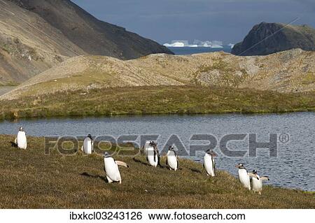 "Gentoo Penguins (Pygoscelis papua) walking to the colony in Shackleton Valley, Stromness Bay, South Georgia and the South Sandwich Islands, United Kingdom, Antarctica" View Large Photo Image Stock Photograph - "Gentoo Penguins (Pygoscelis papua) walking to the colony in Shackleton Valley, Stromness Bay, South Georgia and the South Sandwich Islands, United Kingdom, Antarctica". Fotosearch