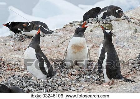 "Gentoo Penguins (Pygoscelis papua) calling, incubative, eggs and brood patch visible, Cuverville Island, Antarctic Peninsula, Antarctica" View Large Photo Image Stock Photograph - "Gentoo Penguins (Pygoscelis papua) calling, incubative, eggs and brood patch visible, Cuverville Island, Antarctic Peninsula, Antarctica". Fotosearch