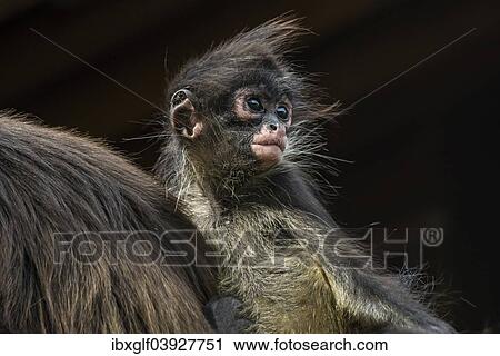 "Geoffroy's Spider Monkey (Ateles geoffroyi), young, captive, Western Cape Province, South Africa, Africa" View Large Photo Image Stock Image - "Geoffroy's Spider Monkey (Ateles geoffroyi), young, captive, Western Cape Province, South Africa, Africa". Fotosearch