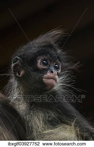 "Geoffroy's Spider Monkey (Ateles geoffroyi), young, captive, Western Cape Province, South Africa, Africa" View Large Photo Image Stock Image - "Geoffroy's Spider Monkey (Ateles geoffroyi), young, captive, Western Cape Province, South Africa, Africa". Fotosearch