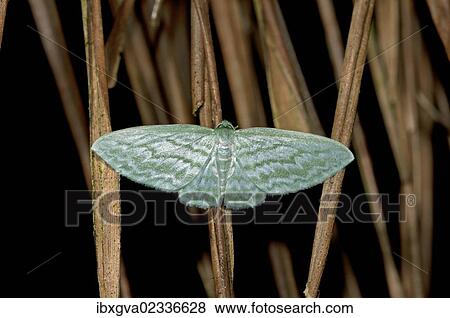 "Geometer moth (Geometridae), Tandayapa region, Andean cloud forest, Ecuador, South America" View Large Photo Image Stock Photo - "Geometer moth (Geometridae), Tandayapa region, Andean cloud forest, Ecuador, South America". Fotosearch