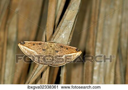 "Geometer moth or Geometridae (Geometridae), Tandayapa region, Andean cloud forest, Ecuador, South America" View Large Photo Image Stock Image - "Geometer moth or Geometridae (Geometridae), Tandayapa region, Andean cloud forest, Ecuador, South America". Fotosearch