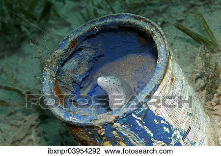 "Geometric moray (Gymnothorax griseus) in paint pot, environmental sin, Makadi Bay, Red Sea, Hurghada, Egypt, Africa" View Large Photo Image Stock Image - "Geometric moray (Gymnothorax griseus) in paint pot, environmental sin, Makadi Bay, Red Sea, Hurghada, Egypt, Africa". Fotosearch