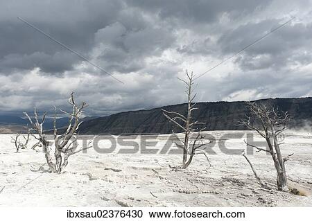 Stock Image - "Geomorphology, limestone sinter terraces, dead trees, Canary Spring, Main Terrace, Mammoth Hot Springs, Yellowstone National Park, Wyoming, USA, United States of America, North America". Fotosearch