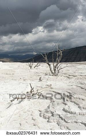 "Geomorphology, limestone sinter terraces, dead trees, Canary Spring, Main Terrace, Mammoth Hot Springs, Yellowstone National Park, Wyoming, USA, United States of America, North America" View Large Photo Image Stock Image - "Geomorphology, limestone sinter terraces, dead trees, Canary Spring, Main Terrace, Mammoth Hot Springs, Yellowstone National Park, Wyoming, USA, United States of America, North America". Fotosearch