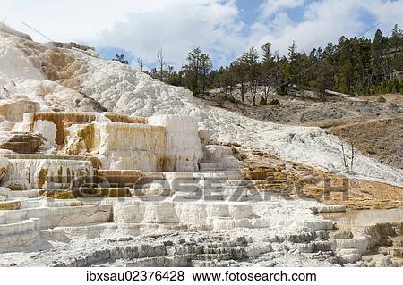"Geomorphology, white and yellow limestone sinter terraces, Palette Spring, Mammoth Hot Springs, Yellowstone National Park, Wyoming, USA, United States of America, North America" View Large Photo Image Stock Photo - "Geomorphology, white and yellow limestone sinter terraces, Palette Spring, Mammoth Hot Springs, Yellowstone National Park, Wyoming, USA, United States of America, North America". Fotosearch