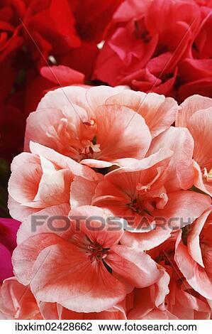 Geraniums (Geraniaceae) View Large Photo Image Stock Image - Geraniums (Geraniaceae). Fotosearch