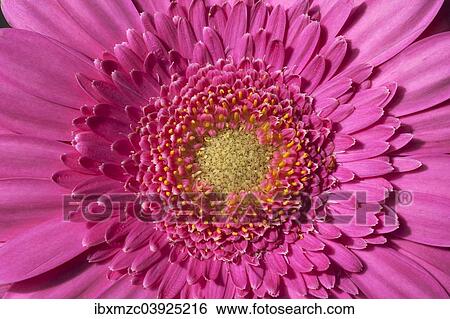 "Gerbera (Gerbera L. ), flower" View Large Photo Image Stock Photograph - "Gerbera (Gerbera L. ), flower". Fotosearch