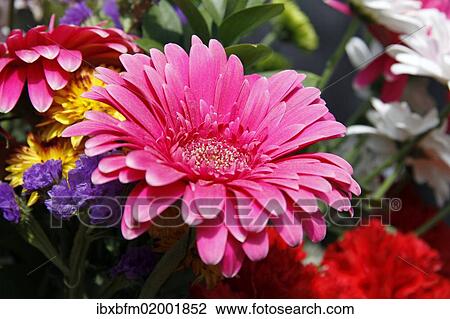 Gerbera (Gerbera) View Large Photo Image Stock Image - Gerbera (Gerbera). Fotosearch