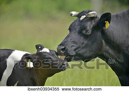 "German black and white lowland cattle (Bos primigenius taurus), cow and calf, Emsland, Lower Saxony, Germany, Europe" View Large Photo Image Stock Photography - "German black and white lowland cattle (Bos primigenius taurus), cow and calf, Emsland, Lower Saxony, Germany, Europe". Fotosearch