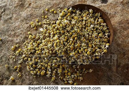 "German Chamomile (Matricaria chamomilla), blossoms, in a copper bowl on a stone surface" View Large Photo Image Stock Photo - "German Chamomile (Matricaria chamomilla), blossoms, in a copper bowl on a stone surface". Fotosearch