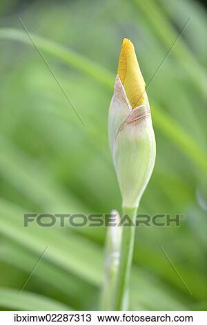 "German Iris (Iris germanica), Stuttgart, Baden-Wuerttemberg, Germany, Europe" View Large Photo Image Stock Image - "German Iris (Iris germanica), Stuttgart, Baden-Wuerttemberg, Germany, Europe". Fotosearch