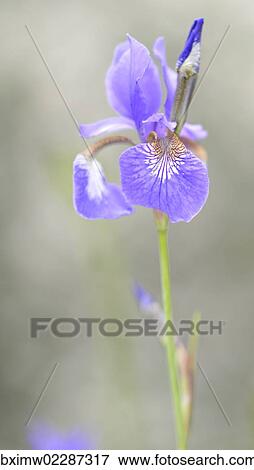 "German Iris (Iris germanica), Stuttgart, Baden-Wuerttemberg, Germany, Europe" View Large Photo Image Stock Photo - "German Iris (Iris germanica), Stuttgart, Baden-Wuerttemberg, Germany, Europe". Fotosearch