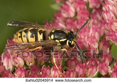 "German or European wasp (Vespula germanica), on Stonecrop (Sedum telephium), Untergroenigen, Baden-Wuerttemberg, Germany, Europe" View Large Photo Image Picture - "German or European wasp (Vespula germanica), on Stonecrop (Sedum telephium), Untergroenigen, Baden-Wuerttemberg, Germany, Europe". Fotosearch