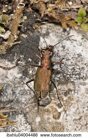 "German Tiger Beetle (Cicindela germanica) smallest tiger beetle of Central Europe, very rare, Baden-Wurttemberg, Germany, Europe" View Large Photo Image Stock Photograph - "German Tiger Beetle (Cicindela germanica) smallest tiger beetle of Central Europe, very rare, Baden-Wurttemberg, Germany, Europe". Fotosearch