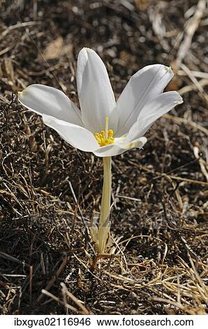 "Gethyllis verticillata, Nieuwoudtville, Namaqualand, South Africa, Africa" View Large Photo Image Stock Photograph - "Gethyllis verticillata, Nieuwoudtville, Namaqualand, South Africa, Africa". Fotosearch
