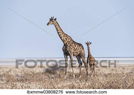 "GGiraffe (Giraffa camelopardis) with young standing in the dry grass land, Etosha Pan, Etosha National Park, Namibia, Africa" View Large Photo Image Stock Photograph - "GGiraffe (Giraffa camelopardis) with young standing in the dry grass land, Etosha Pan, Etosha National Park, Namibia, Africa". Fotosearch